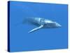 Blue Whale-Christian Darkin-Stretched Canvas