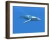 Blue Whale-Christian Darkin-Framed Photographic Print