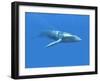 Blue Whale-Christian Darkin-Framed Photographic Print