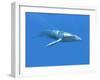 Blue Whale-Christian Darkin-Framed Photographic Print