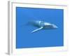 Blue Whale-Christian Darkin-Framed Photographic Print