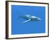 Blue Whale-Christian Darkin-Framed Photographic Print