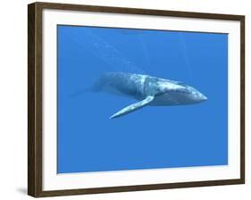 Blue Whale-Christian Darkin-Framed Photographic Print