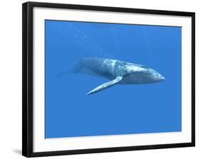 Blue Whale-Christian Darkin-Framed Photographic Print