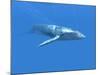 Blue Whale-Christian Darkin-Mounted Photographic Print