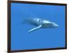 Blue Whale-Christian Darkin-Framed Photographic Print