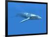 Blue Whale-Christian Darkin-Framed Photographic Print