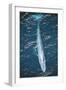 Blue Whale-null-Framed Photographic Print