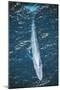 Blue Whale-null-Mounted Photographic Print