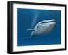 Blue Whale-MIRO3D-Framed Art Print