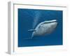 Blue Whale-MIRO3D-Framed Art Print