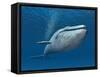 Blue Whale-MIRO3D-Framed Stretched Canvas