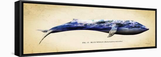 Blue Whale-Alan Hausenflock-Framed Stretched Canvas