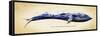 Blue Whale-Alan Hausenflock-Framed Stretched Canvas