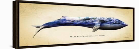 Blue Whale-Alan Hausenflock-Framed Stretched Canvas