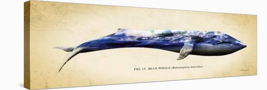 Blue Whale-Alan Hausenflock-Stretched Canvas