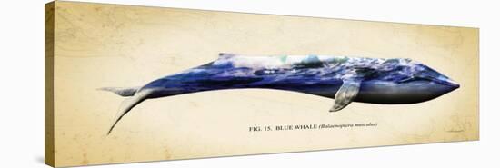 Blue Whale-Alan Hausenflock-Stretched Canvas