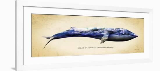 Blue Whale-Alan Hausenflock-Framed Premium Giclee Print