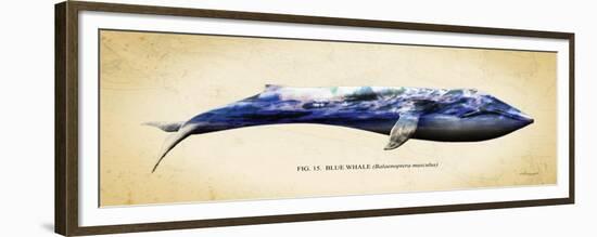 Blue Whale-Alan Hausenflock-Framed Premium Giclee Print