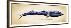 Blue Whale-Alan Hausenflock-Framed Premium Giclee Print