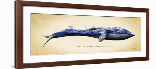 Blue Whale-Alan Hausenflock-Framed Premium Giclee Print