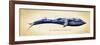 Blue Whale-Alan Hausenflock-Framed Premium Giclee Print