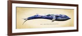 Blue Whale-Alan Hausenflock-Framed Premium Giclee Print