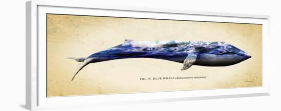 Blue Whale-Alan Hausenflock-Framed Premium Giclee Print