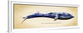 Blue Whale-Alan Hausenflock-Framed Premium Giclee Print