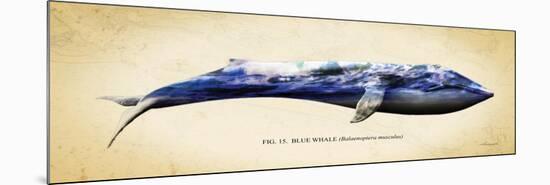 Blue Whale-Alan Hausenflock-Mounted Premium Giclee Print