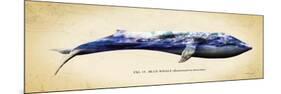 Blue Whale-Alan Hausenflock-Mounted Premium Giclee Print