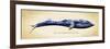 Blue Whale-Alan Hausenflock-Framed Art Print