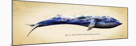 Blue Whale-Alan Hausenflock-Mounted Art Print