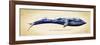 Blue Whale-Alan Hausenflock-Framed Art Print