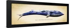 Blue Whale-Alan Hausenflock-Framed Art Print