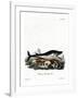 Blue Whale-null-Framed Giclee Print