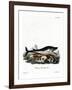 Blue Whale-null-Framed Giclee Print