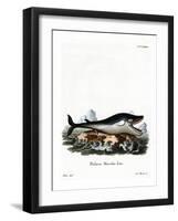 Blue Whale-null-Framed Giclee Print