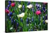 Blue, White and Pink Flowers-BlueOrange Studio-Stretched Canvas