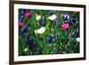 Blue, White and Pink Flowers-BlueOrange Studio-Framed Photographic Print