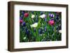 Blue, White and Pink Flowers-BlueOrange Studio-Framed Photographic Print