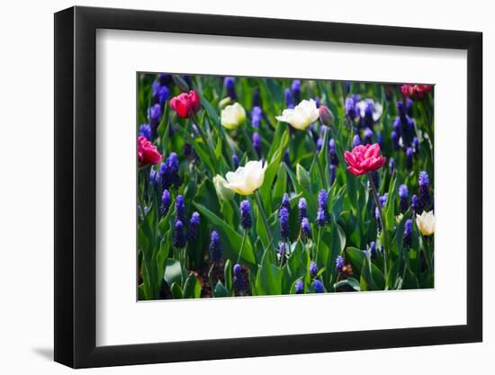 Blue, White and Pink Flowers-BlueOrange Studio-Framed Photographic Print