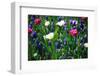 Blue, White and Pink Flowers-BlueOrange Studio-Framed Photographic Print