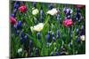 Blue, White and Pink Flowers-BlueOrange Studio-Mounted Photographic Print