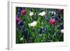 Blue, White and Pink Flowers-BlueOrange Studio-Framed Photographic Print