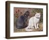 Blue, White Shorthairs-W. Luker-Framed Art Print