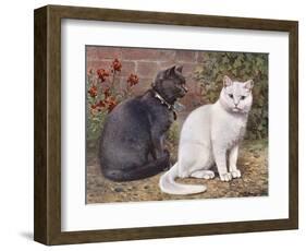 Blue, White Shorthairs-W. Luker-Framed Art Print