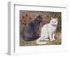 Blue, White Shorthairs-W. Luker-Framed Art Print