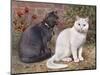 Blue, White Shorthairs-W. Luker-Mounted Art Print