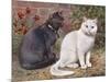 Blue, White Shorthairs-W. Luker-Mounted Art Print